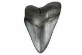 Bargain, Fossil Megalodon Tooth - South Carolina #175936-1